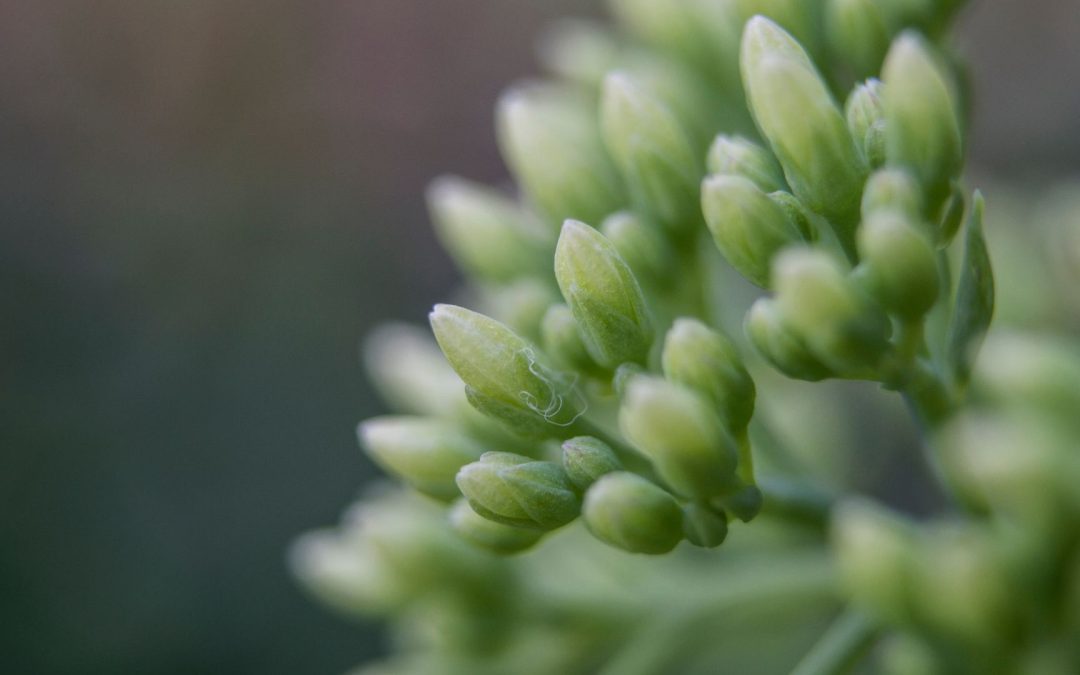 La candidose chronique ou l&rsquo;anatomie d&rsquo;un déséquilibre