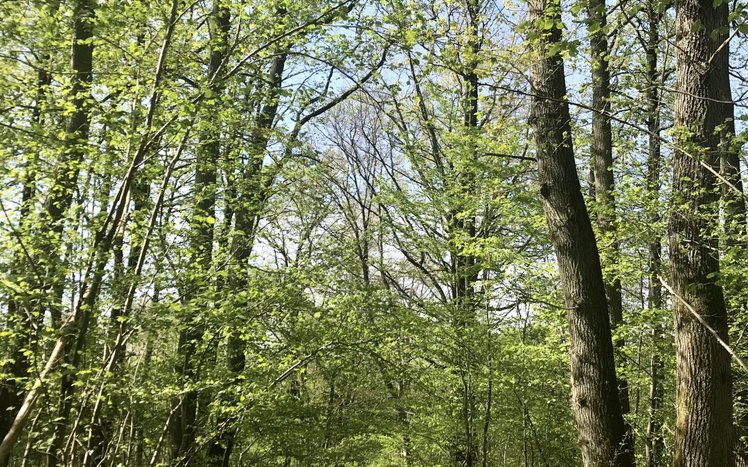 Respirez en forêt !