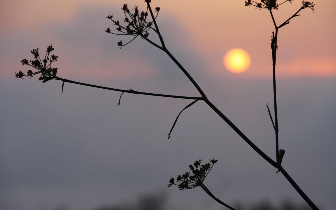 Histamine, maladies chroniques et canicule : comment aider un organisme déjà débordé ?