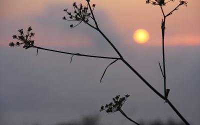 Histamine, maladies chroniques et canicule : comment aider un organisme déjà débordé ?