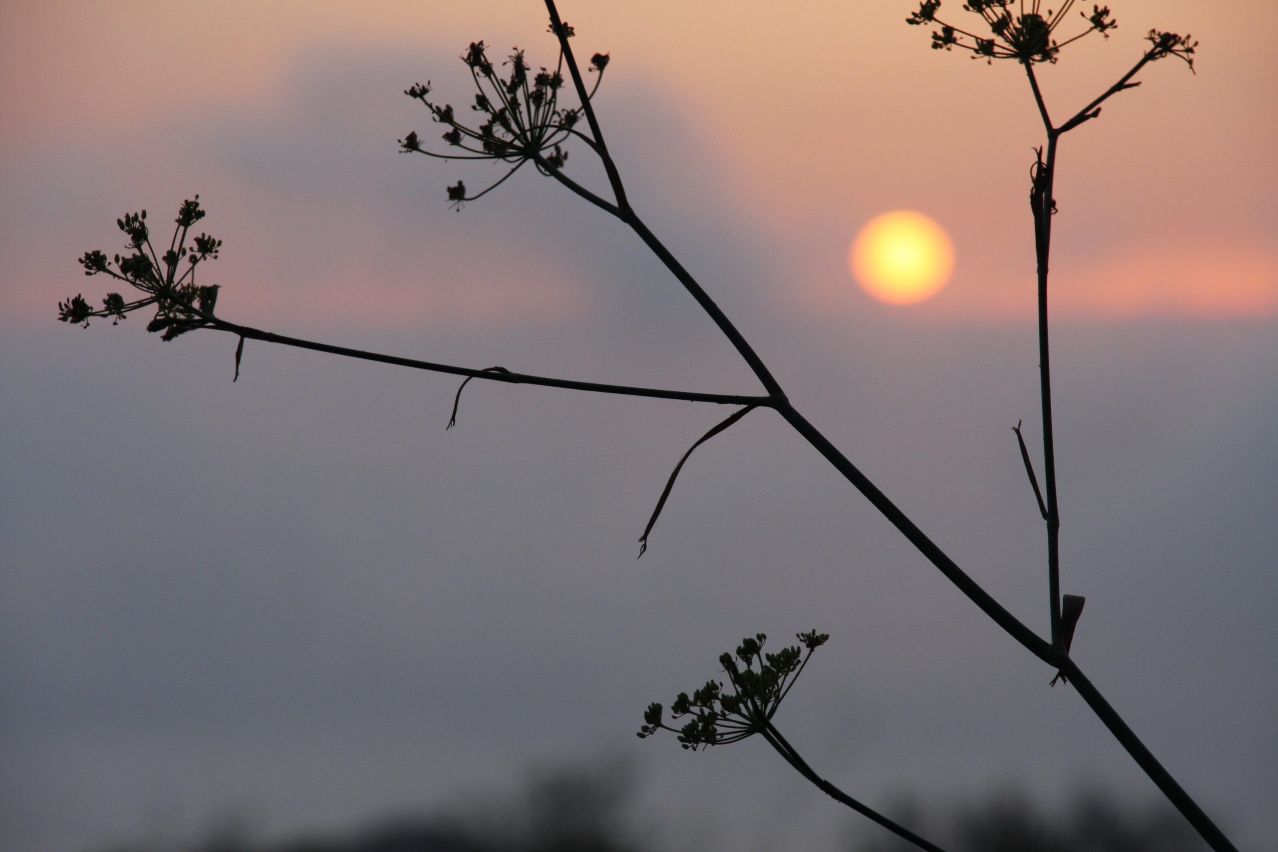 estelheitz-sunset-4432322